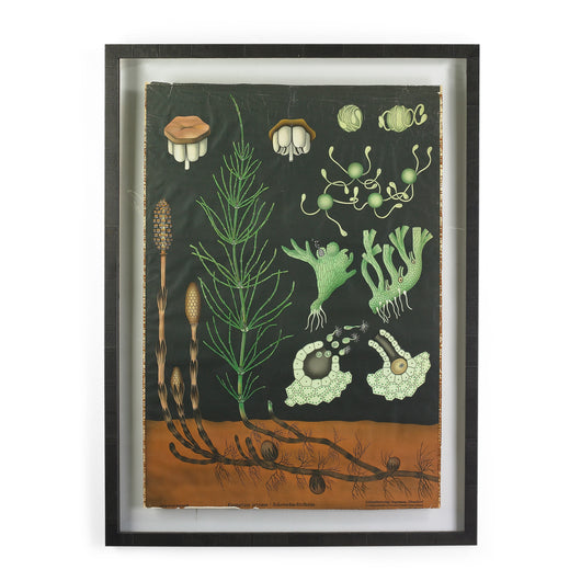 Framed Botanical
