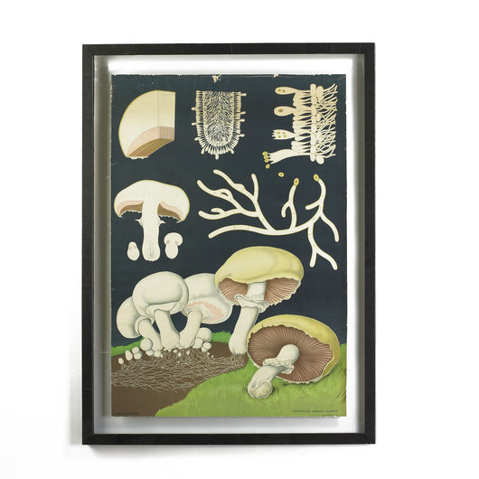 Framed Botanical