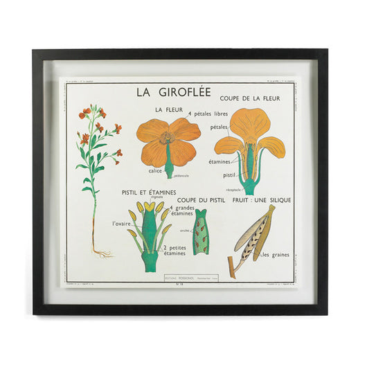 Framed White Botanical