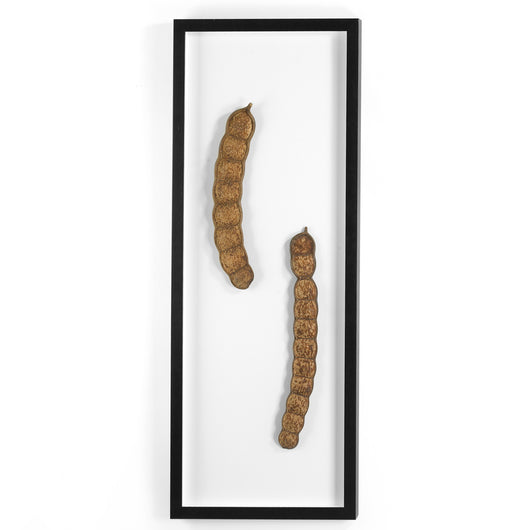 Framed Seed Pod