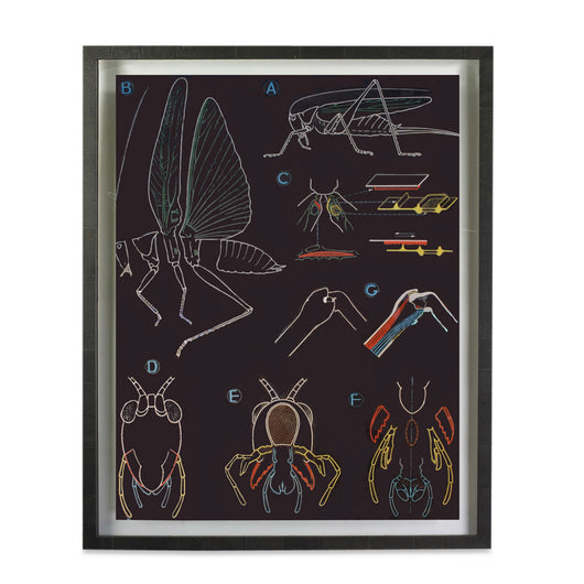 Insect Print Botanicals