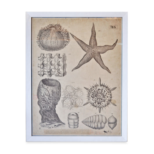 Starfish Botanical